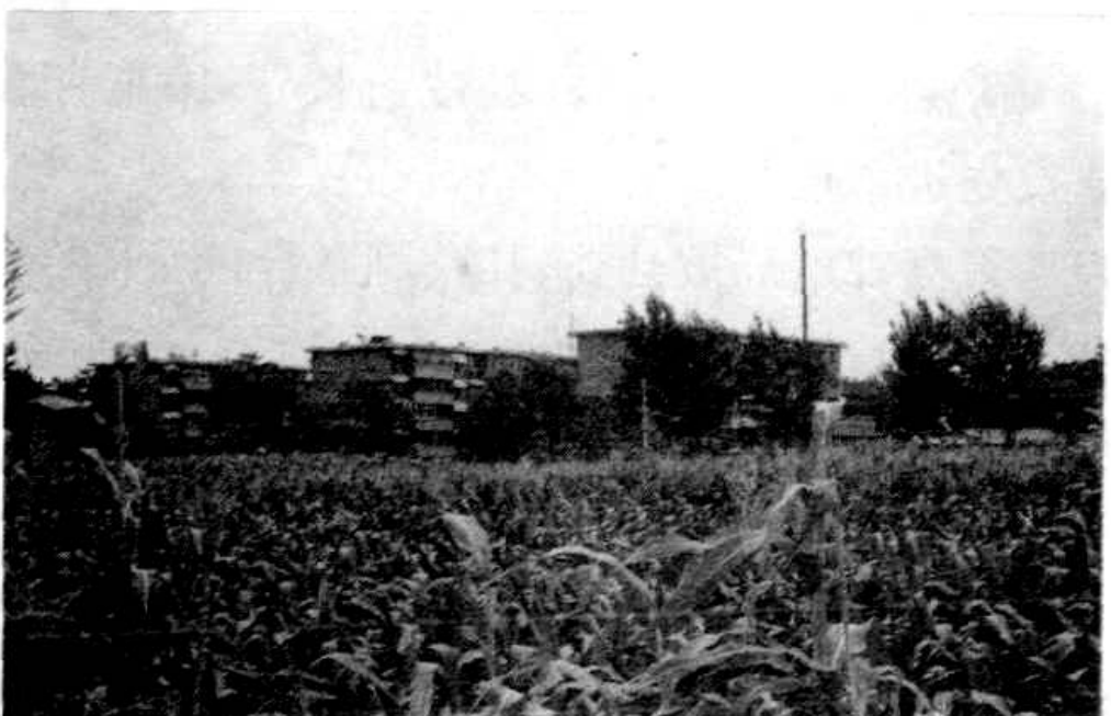 一排居民住宅楼前有玉米地，背景是树木和一些远处的建筑。