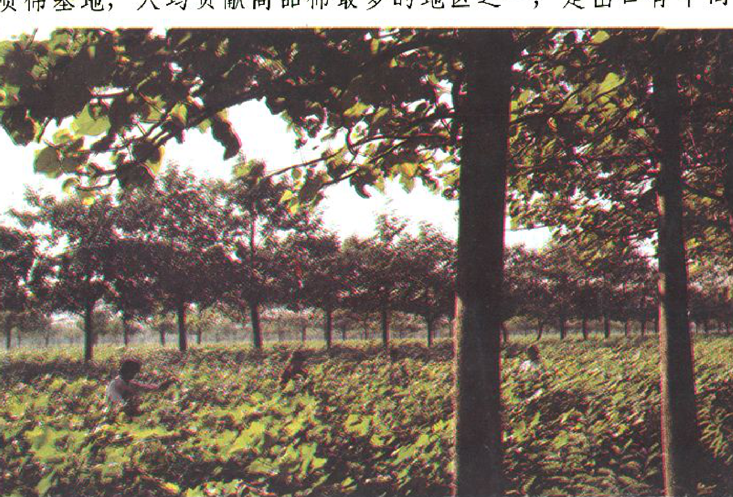 一排排树木下，是茂密的农作物，有几个人正在田间劳作。