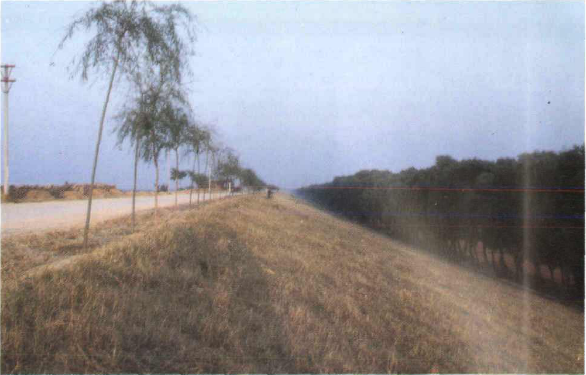 一条沿堤防修筑的道路，路边有绿化树木，右侧为大片树林和斜坡堤岸