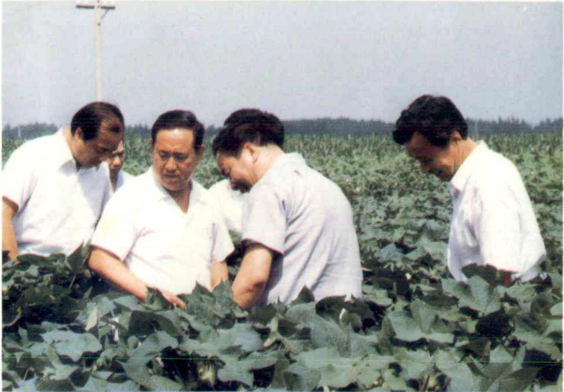 几位男子在棉田里察看棉花生长情况